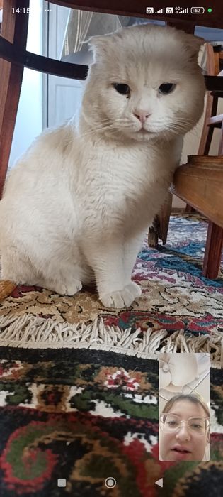 Срочно!!! Scottish fold мушук сотилади