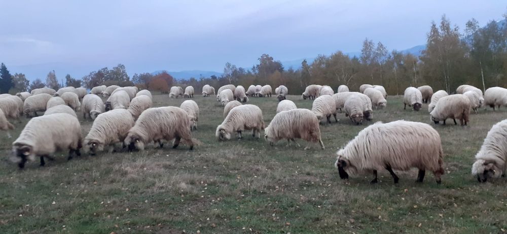 Vând oi țurcane cu origine, grase și bune de lapte