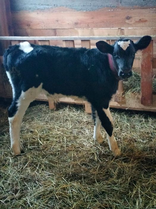 Vând tăuraș de 2 săptămâni