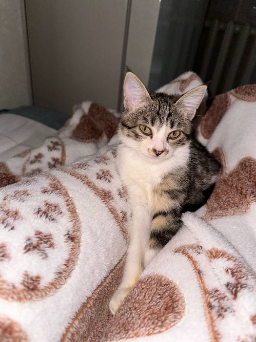 Котёнок даром в добрые руки