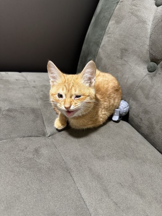 Отдам милого котеночка