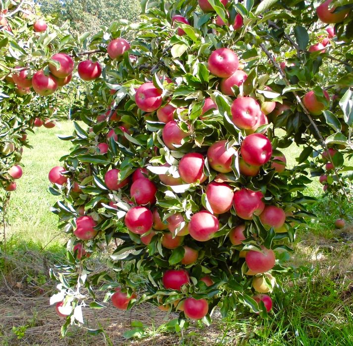 Amenajare și întreținere spații verzi