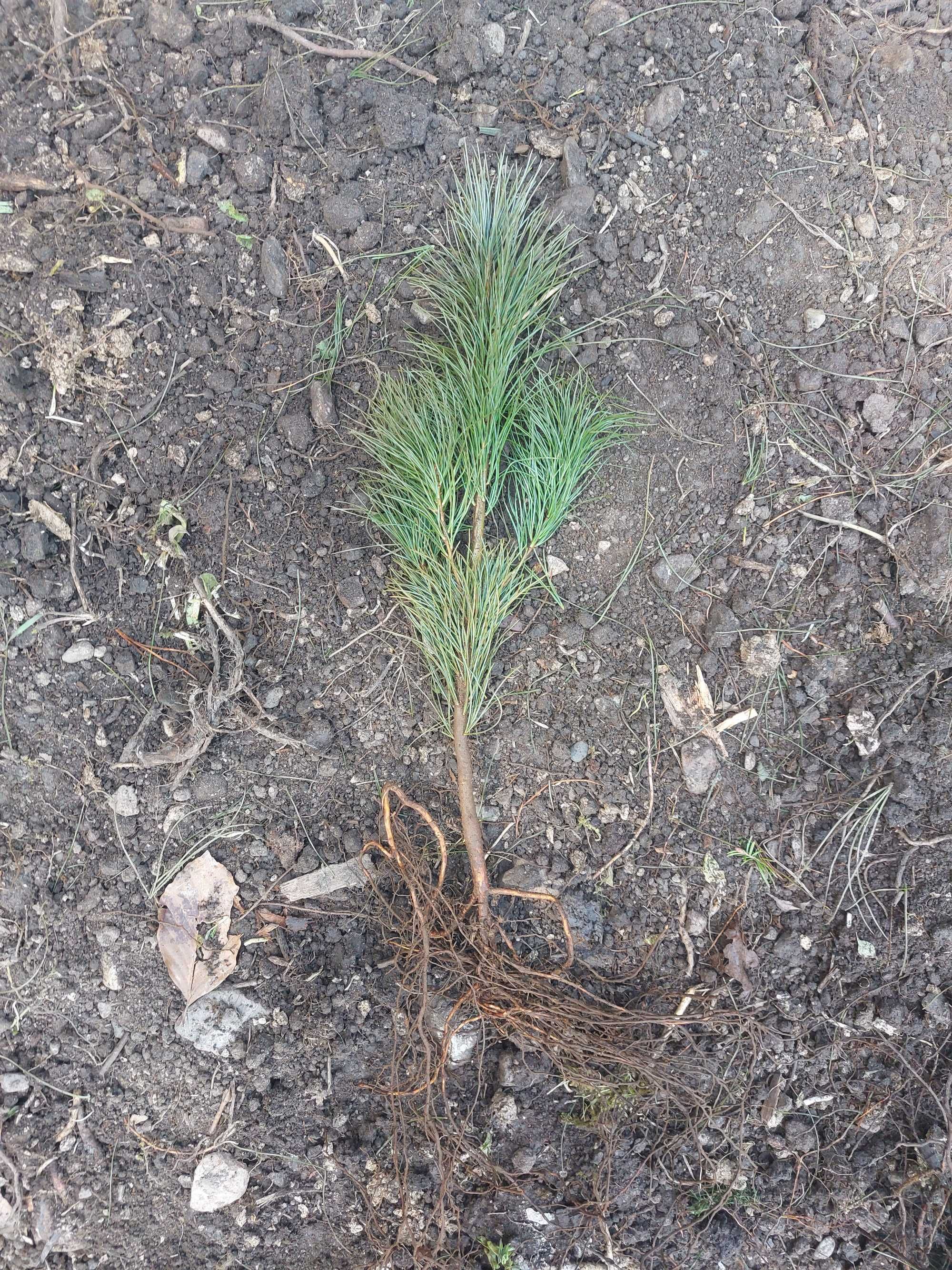 Puieti pin strob-Pinus strobus, calitate Premium-livrare din pepiniera