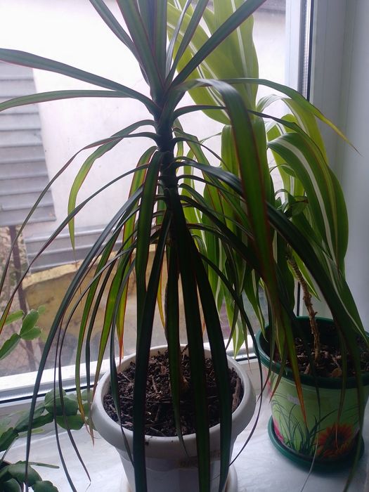 Драцена комнатная.