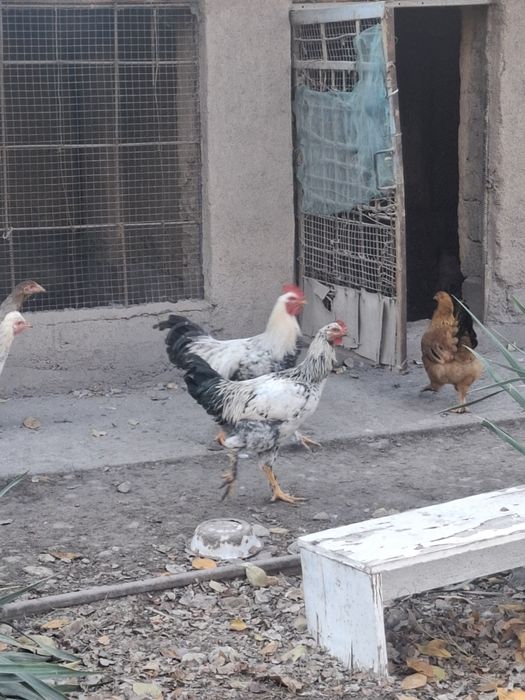 6 oylik joʻja xoʻrozlar