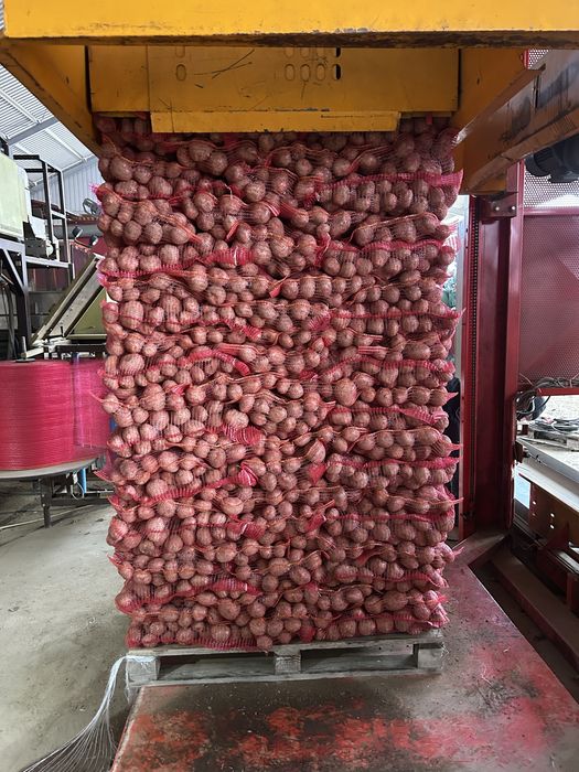 cartofi roșii și albi