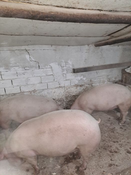 Домашни прасета.