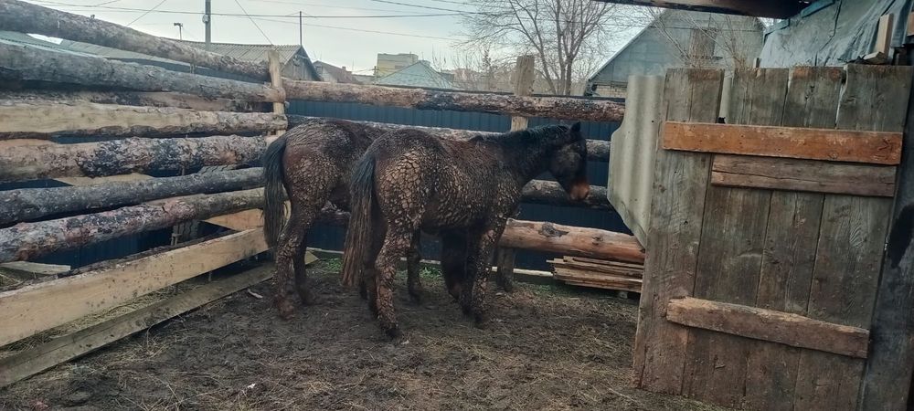 Тай 1.8 на согым с откорма