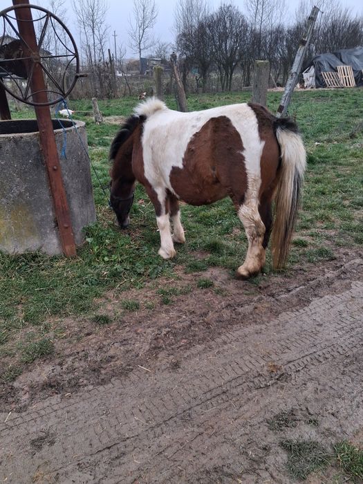 Vând poneita  gestanta