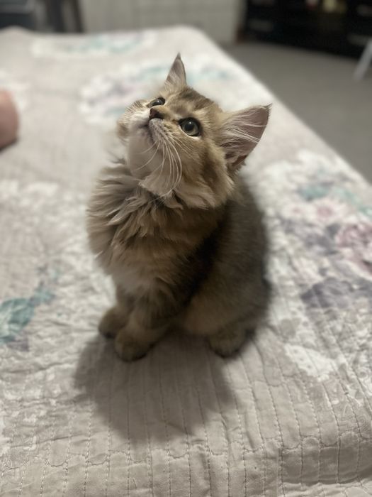 Котенок шиншилла девочка, срочно