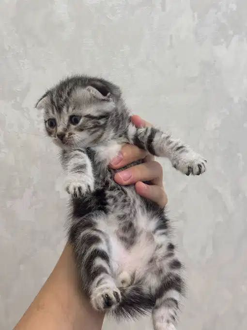 Вислоушка мрамор