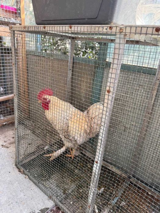 Продам молодых петухов