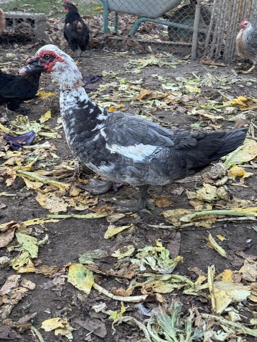 Rățoi si rațe leșești mute albe si albastre