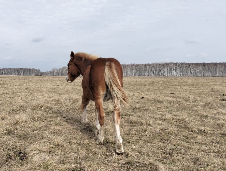 Продам тяжных жеребят