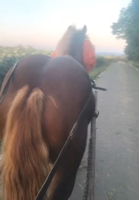 2200euro negociabil  Roman judetul Neamț