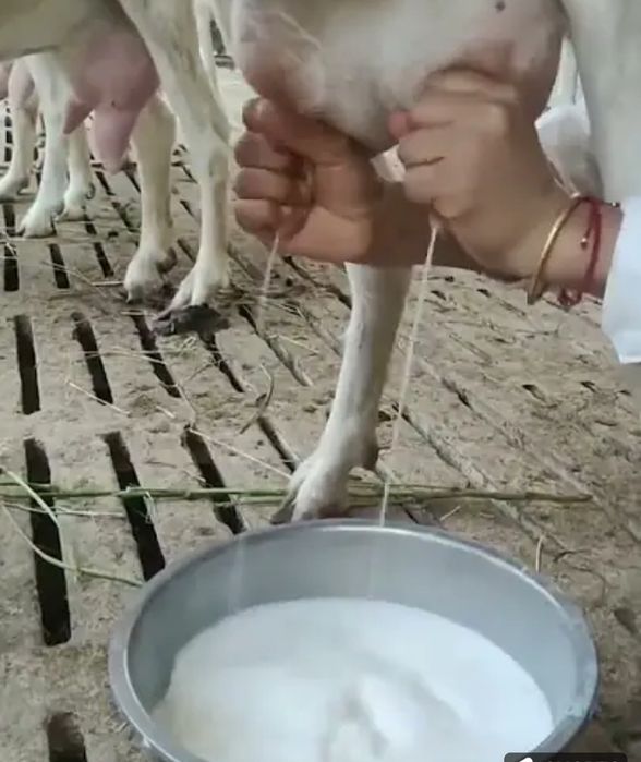 Vând  iadă de lapte sanen