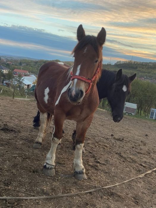 Vand manji de un an marfa top ardenez