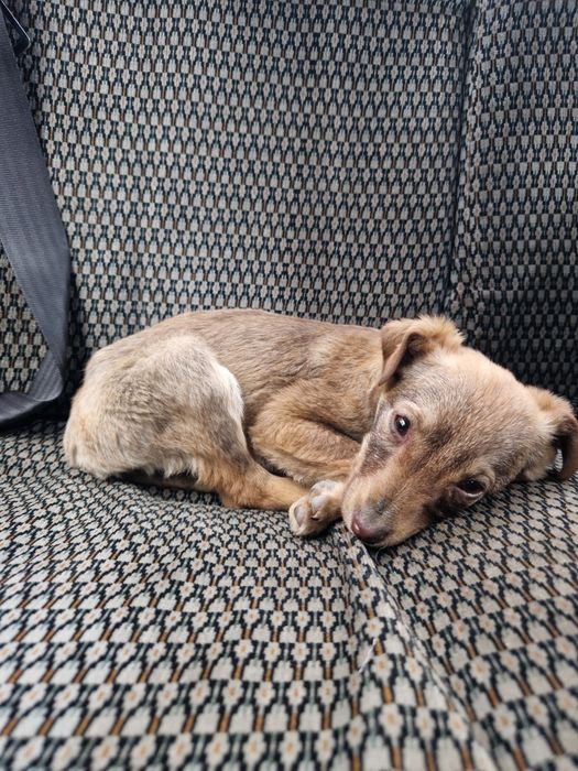 Щенок ищет дом .