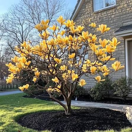 Magnolia Yellow River