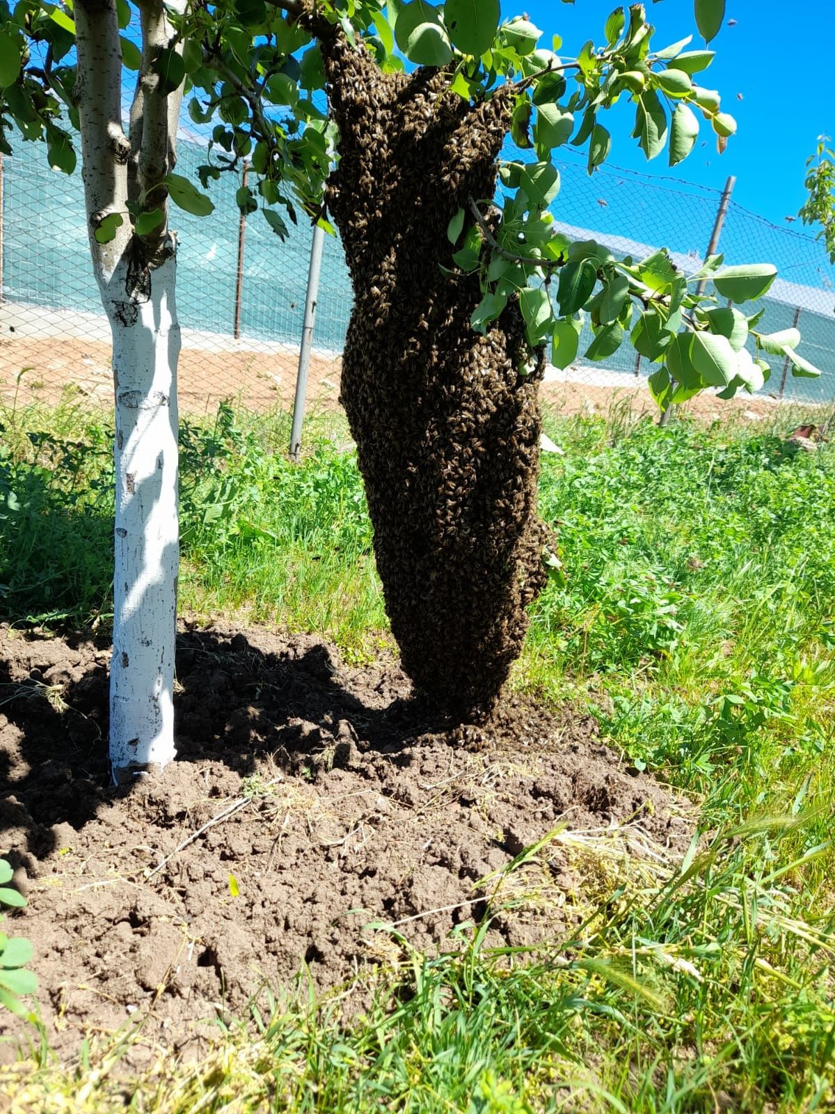 Vand matci,regine impereche, carpatine si botci  la comanda