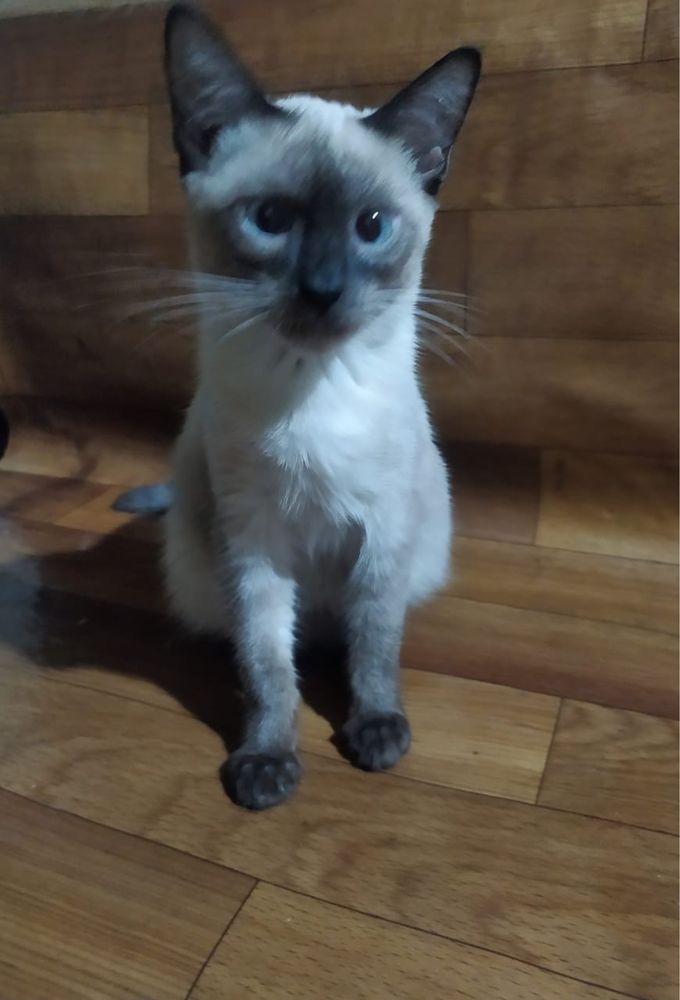 Отдам даром котят в добрые руки!