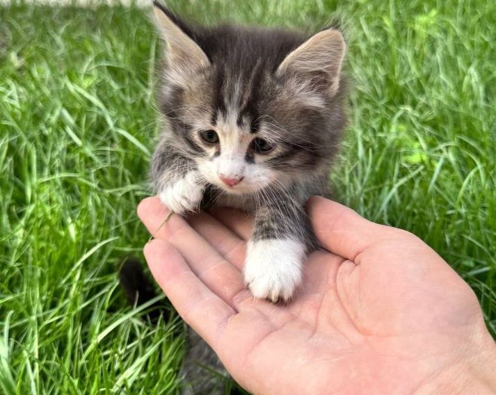 Маленькие котята 3 самцы и 1 самка