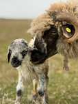Caut om la animale(oi)