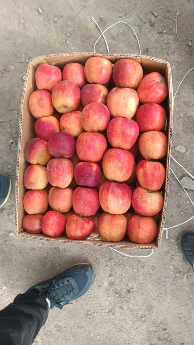 продаётся яблоко оптом по городу Актобе доставка есть цена договорная