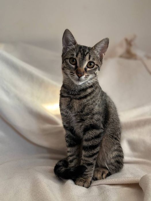 Малко котенце търси дом