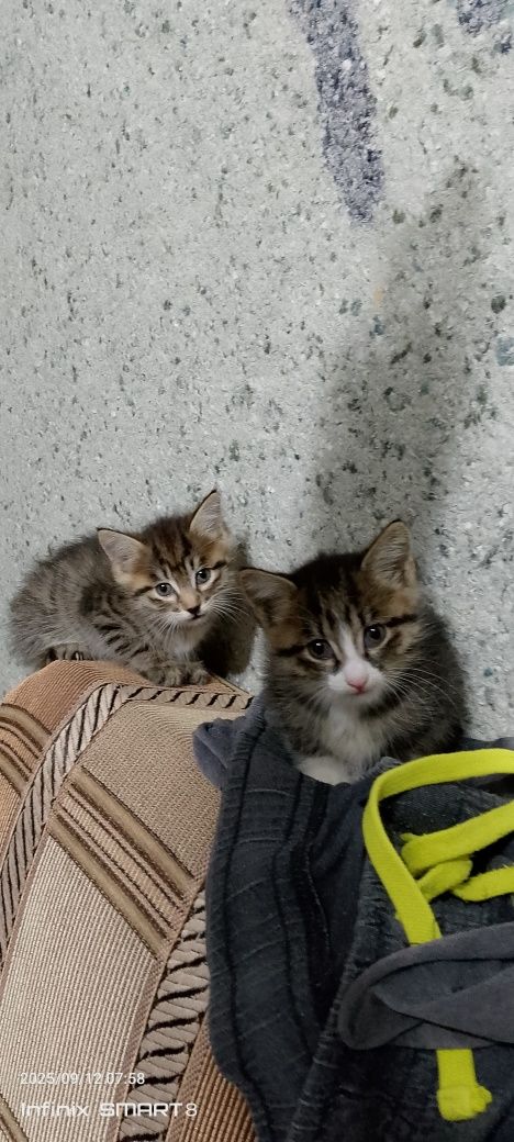 Котята отдам в хорошие руки