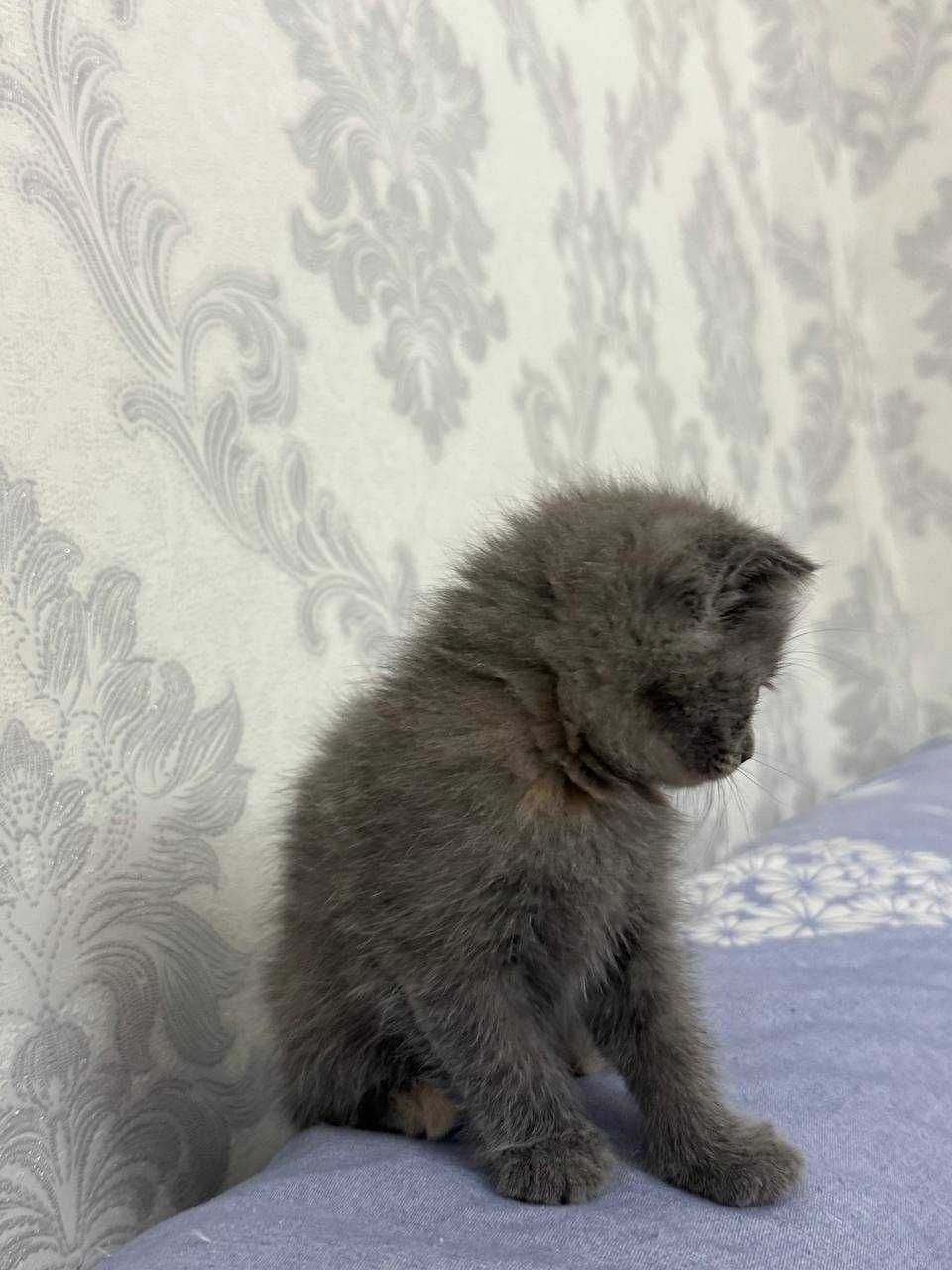 Продается очаровательный котёнок!