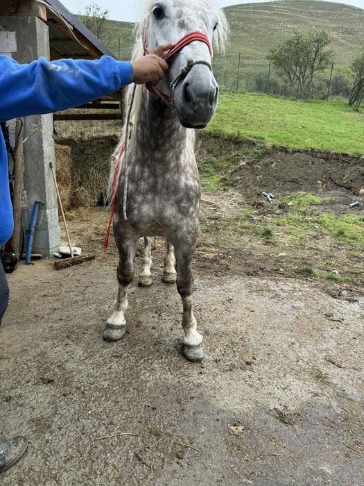 De vânzare o mânză de 3 ani bună de ham  mai multe detalii la telefon