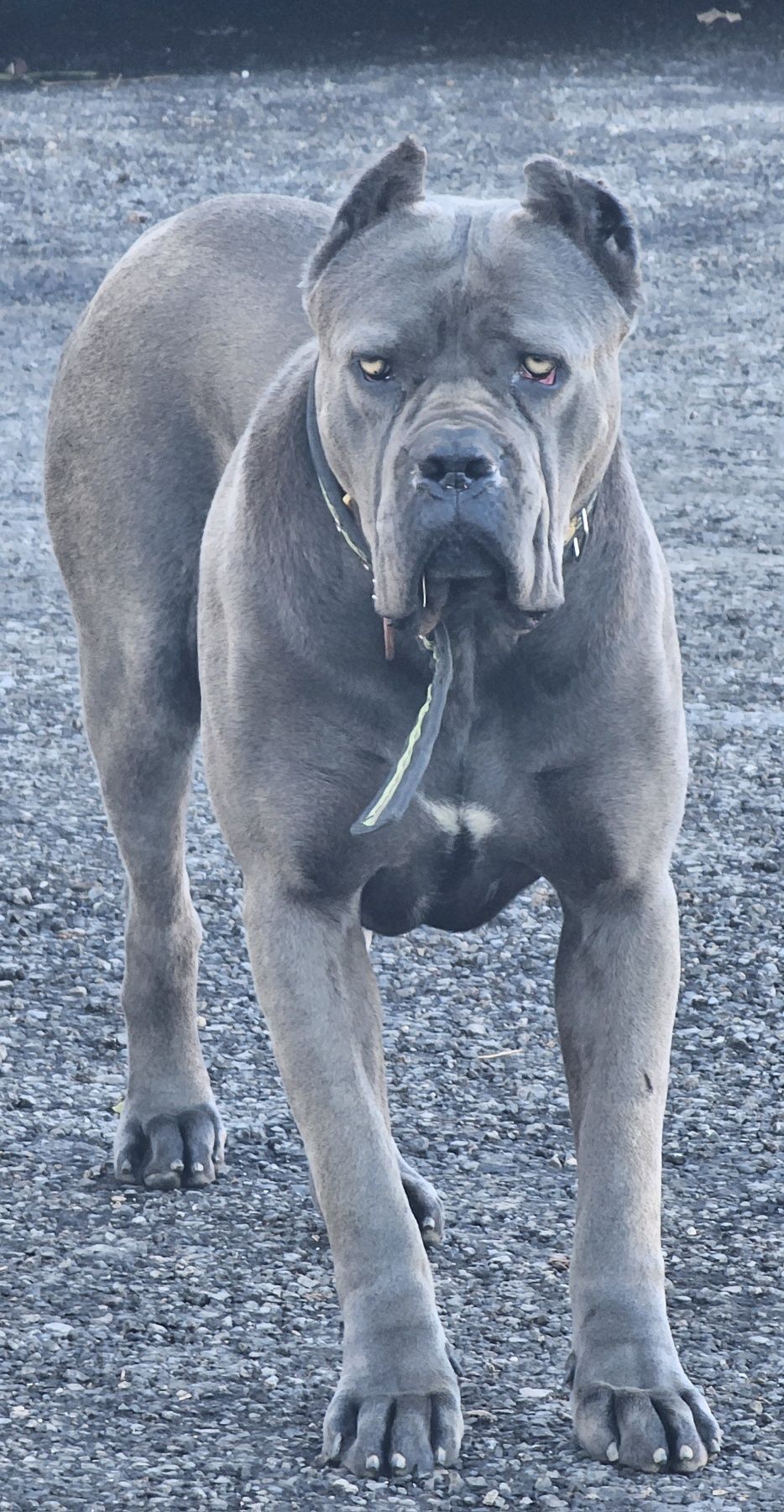 Кученца Кане Корсо Cane Corso