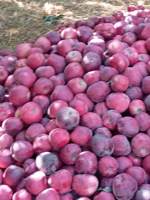 Опытный Садовник. Богбон