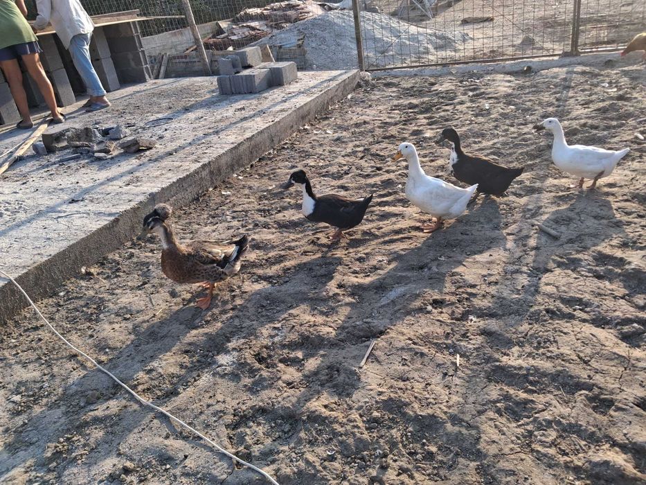 Vând șase curci si rațe românești
