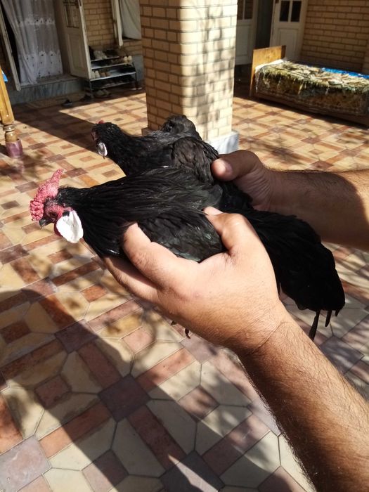 Бентам Японча сотилади