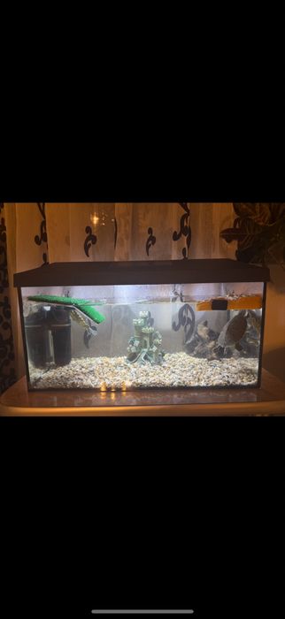 Vand broaste testoase si cu acvariu complet utilat