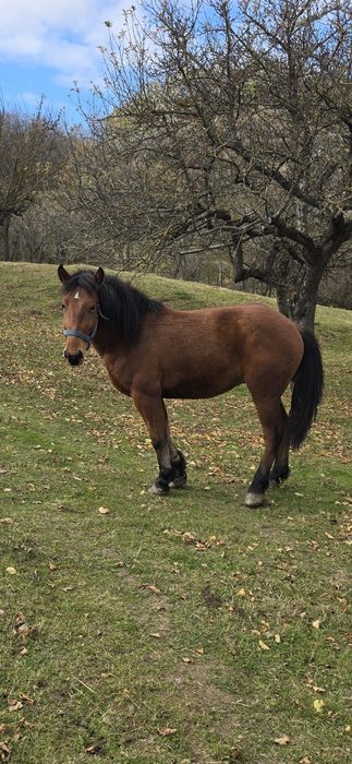 Vand cârlan de 2 ani jumate