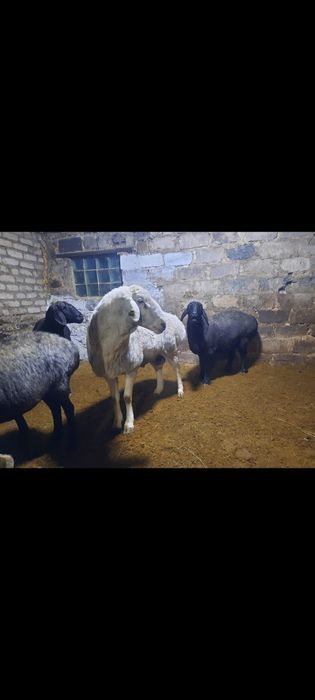 Продам кошкара  250.000тг