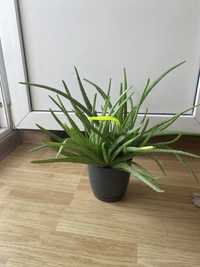 Planta birou/apartament Aloe Vera Chinensis