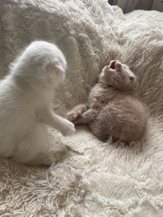 Вислаухие Котята Скотишфолд