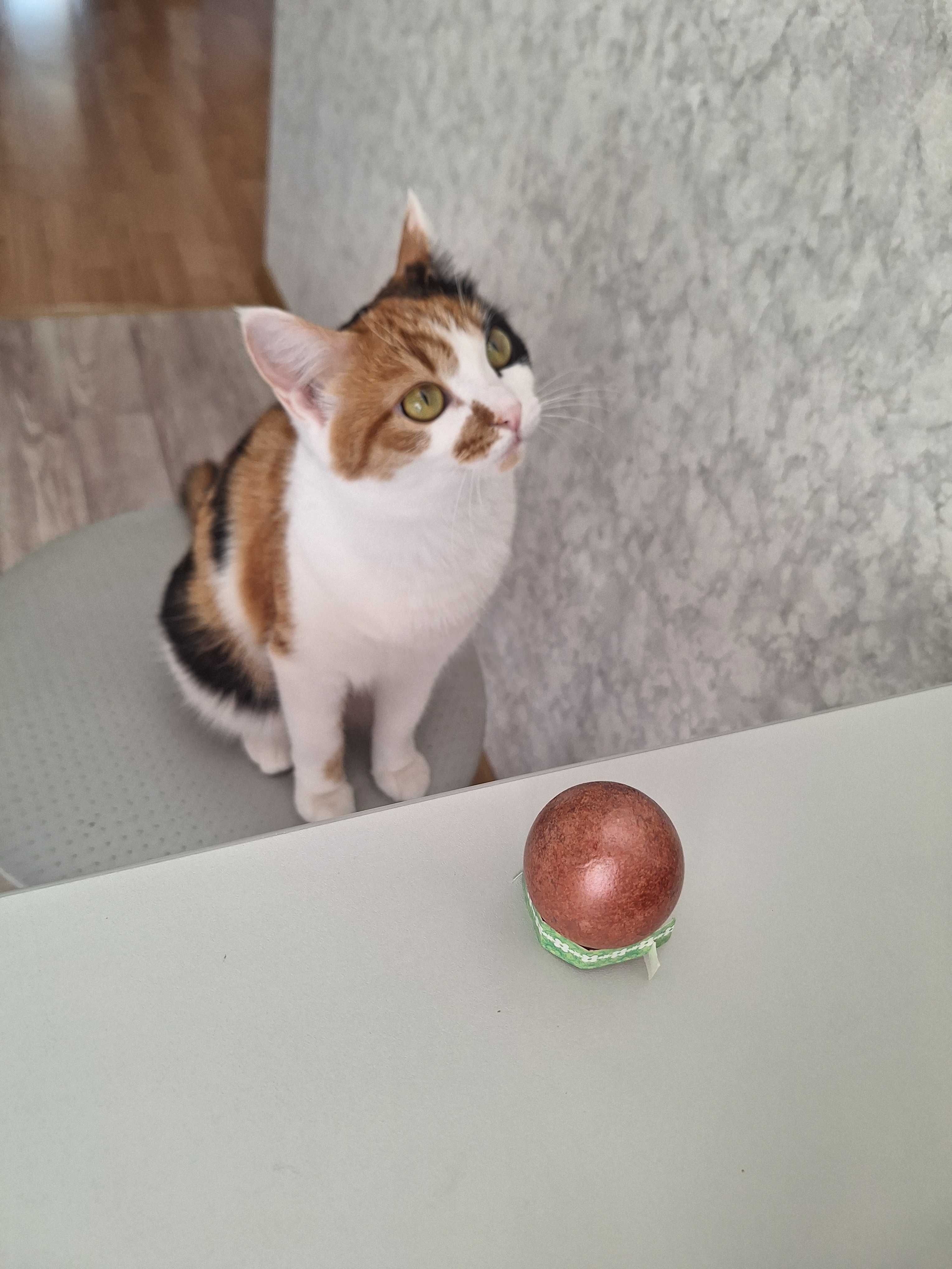 Отдаи кошку бесплатно