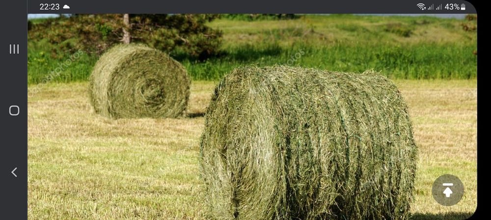 Продам сено в рулонах