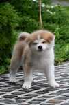Akita inu Femela - linie top