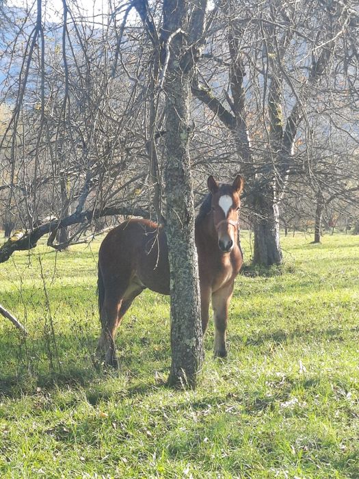 Mânz frumos de vânzare