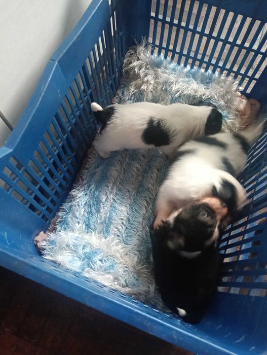 Donez 3 băieței taie mica