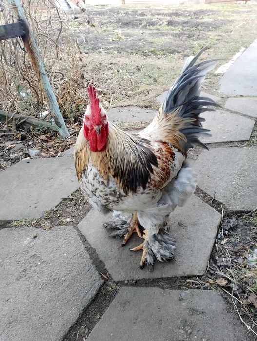 Продам молодых петушков Брама