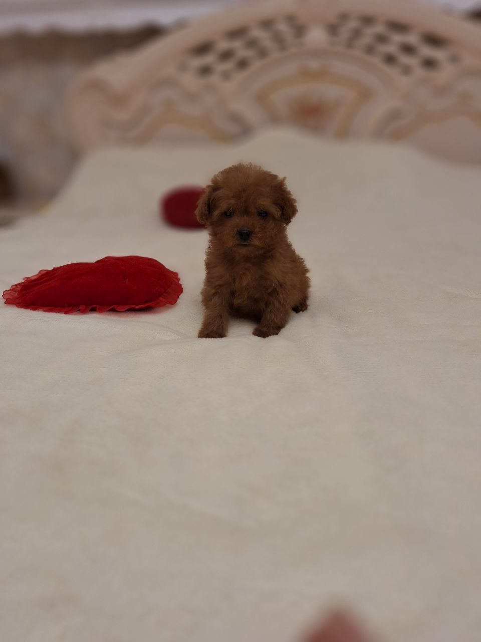 Pudel toy femala