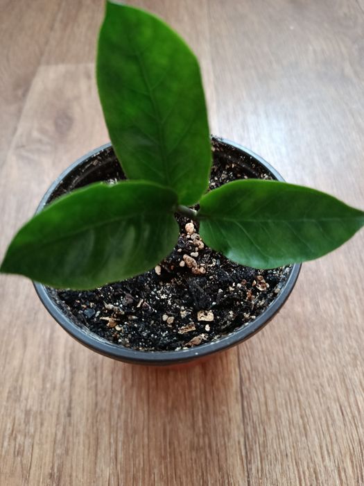 Долларовое дерево.