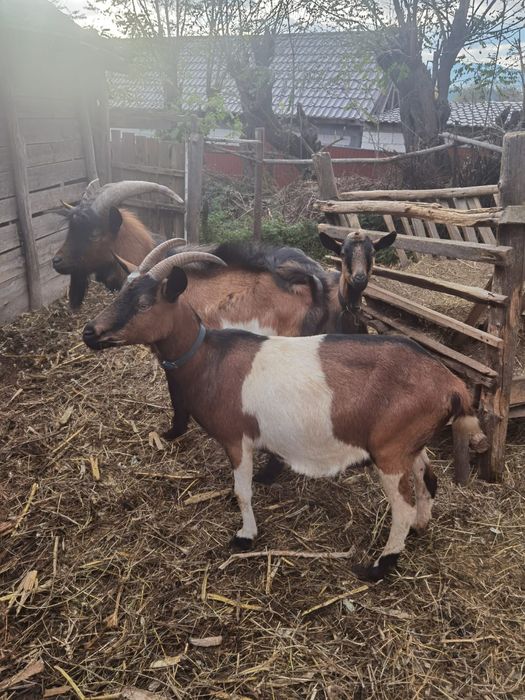 Vând capre și țap alpine